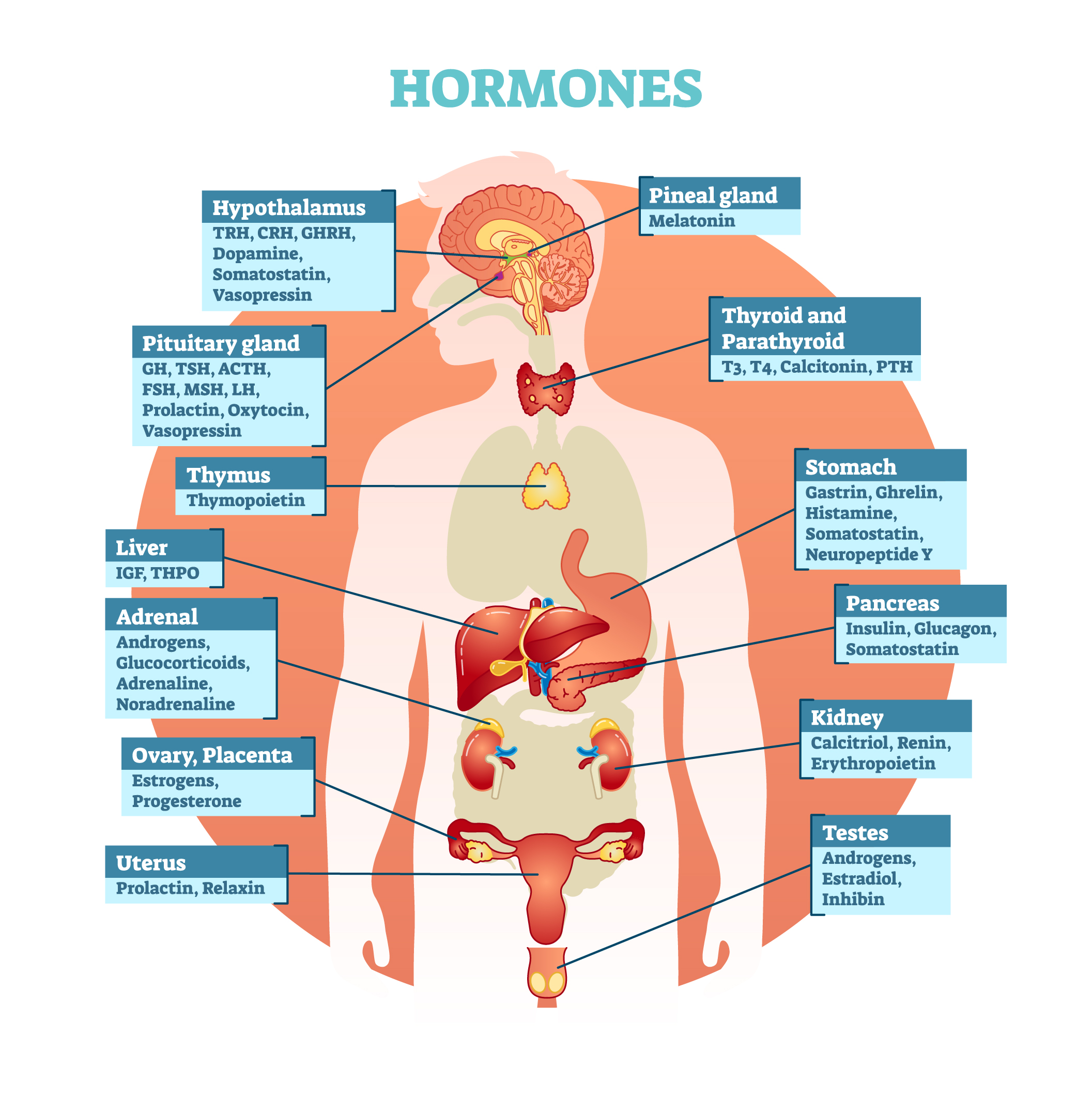 female-hormone-program-phuket-ars-tours